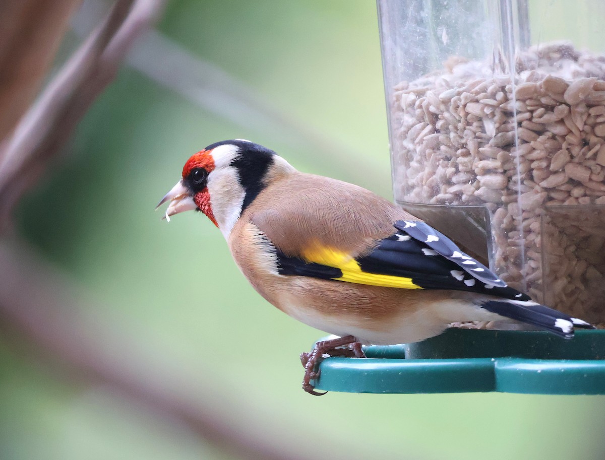 Stieglitz - ML646393838