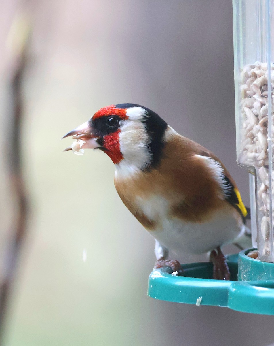 Stieglitz - ML646393839