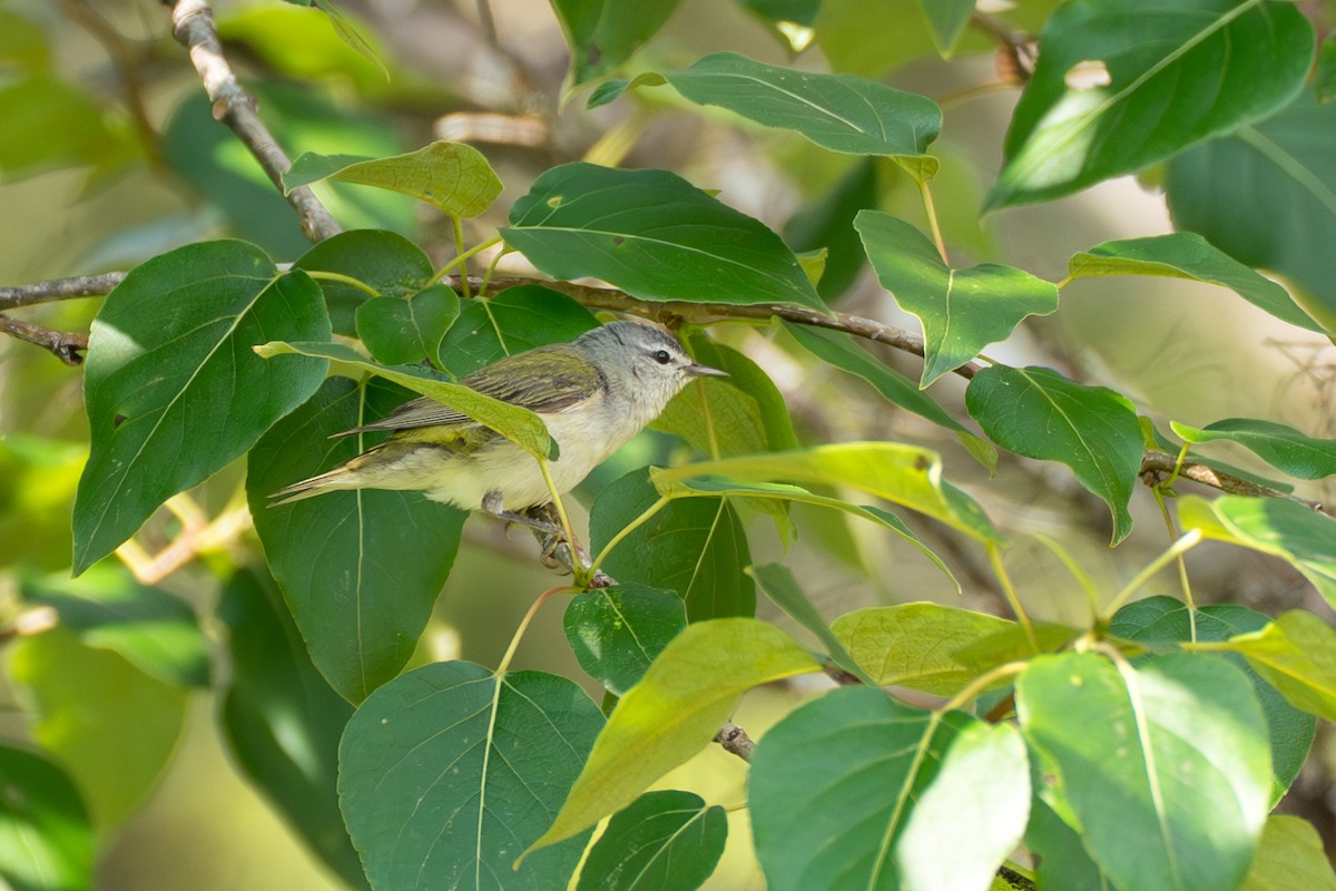 Brauenwaldsänger - ML646393840