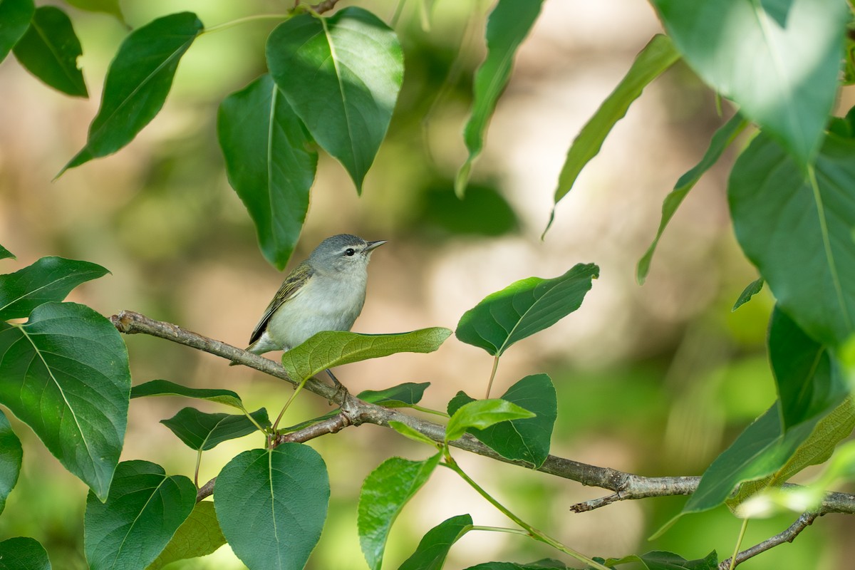 Brauenwaldsänger - ML646393841