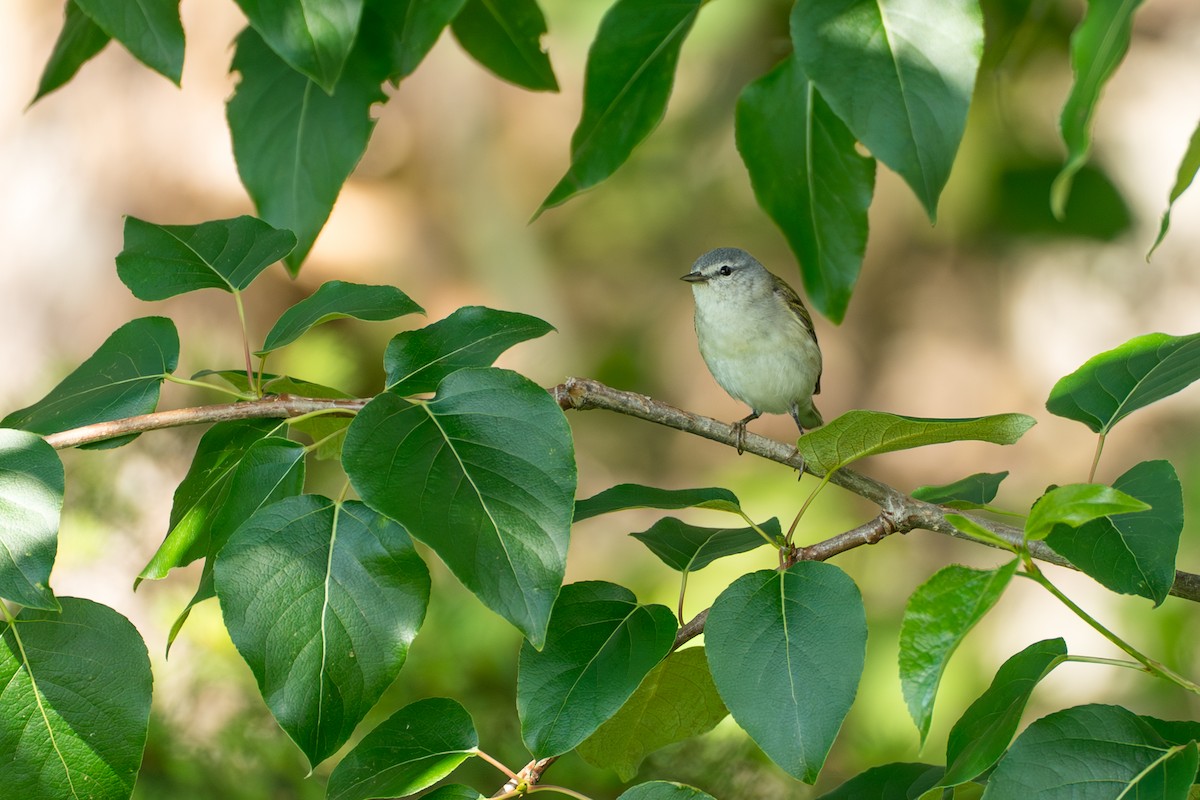 Brauenwaldsänger - ML646393842