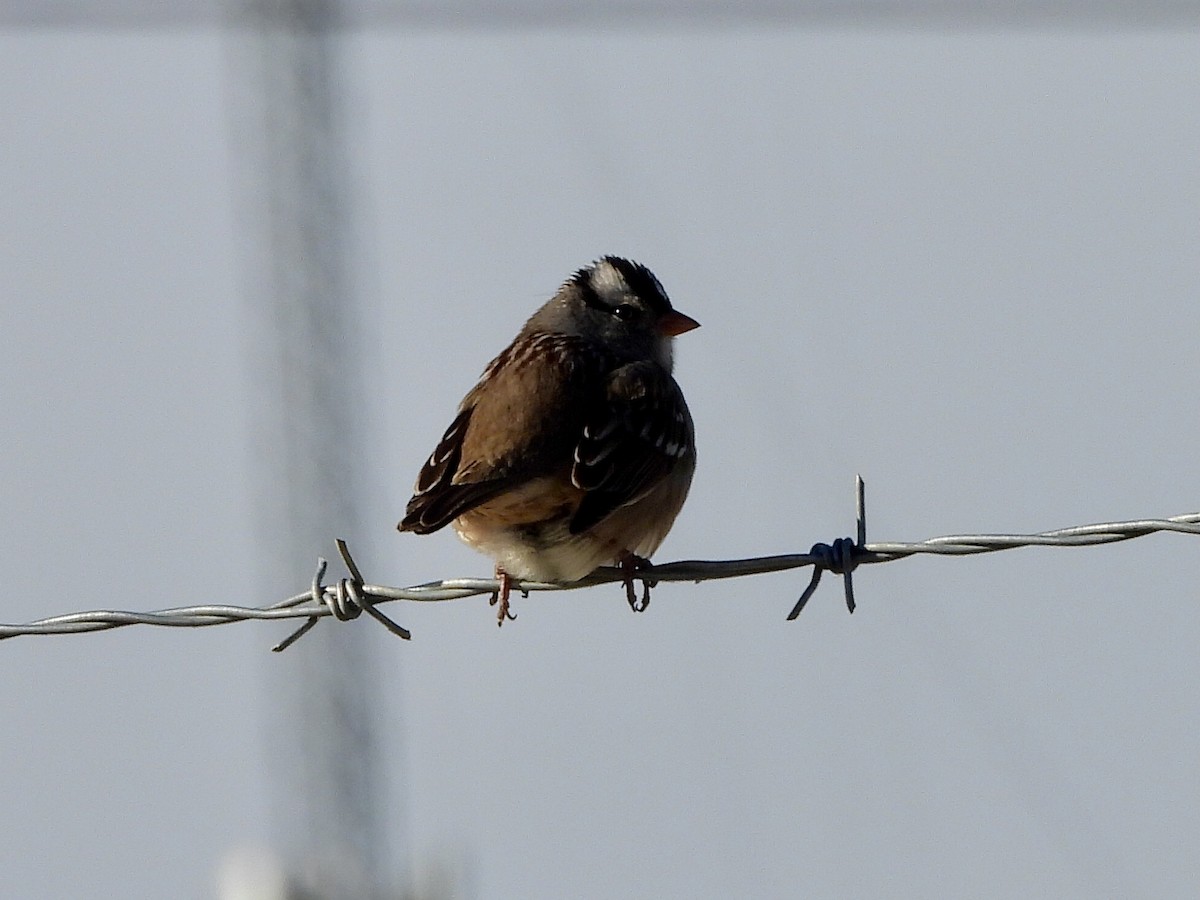 Dachsammer - ML646393843