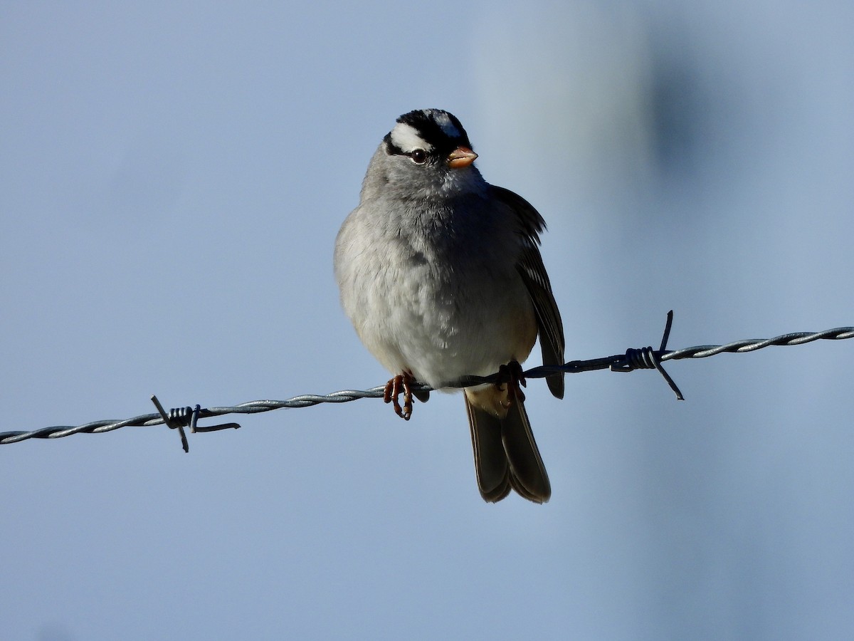 Dachsammer - ML646393844