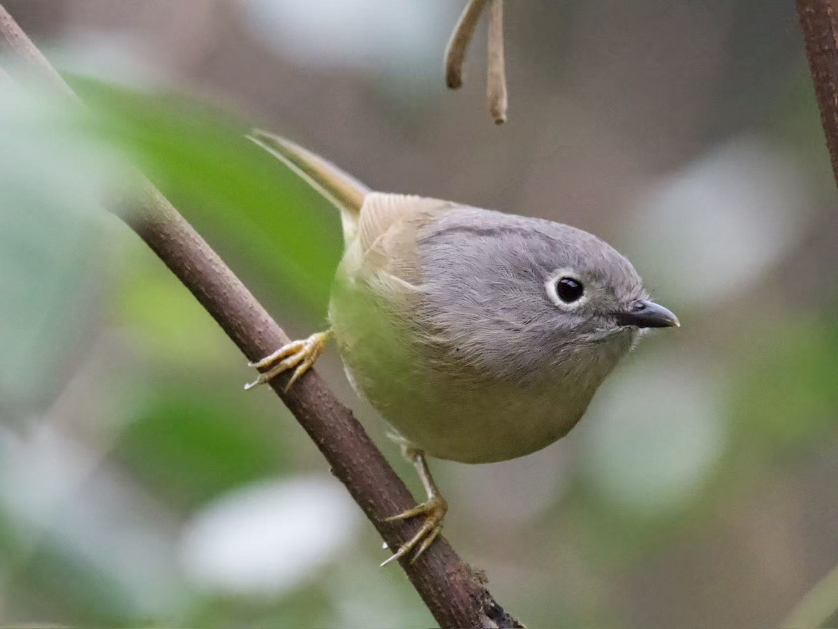 Huetzweigdrossling - ML646393845