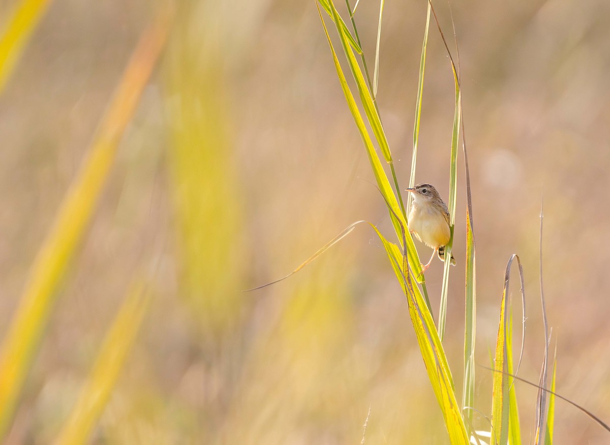 Zistensänger - ML646393846