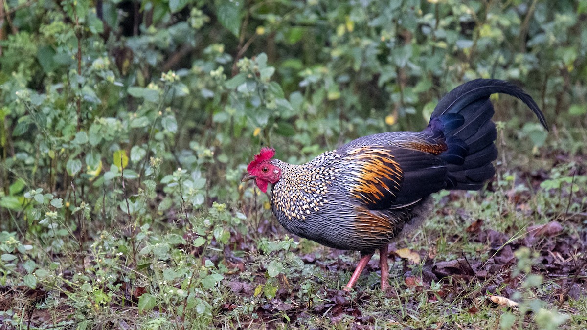 Sonnerathuhn - ML646393847