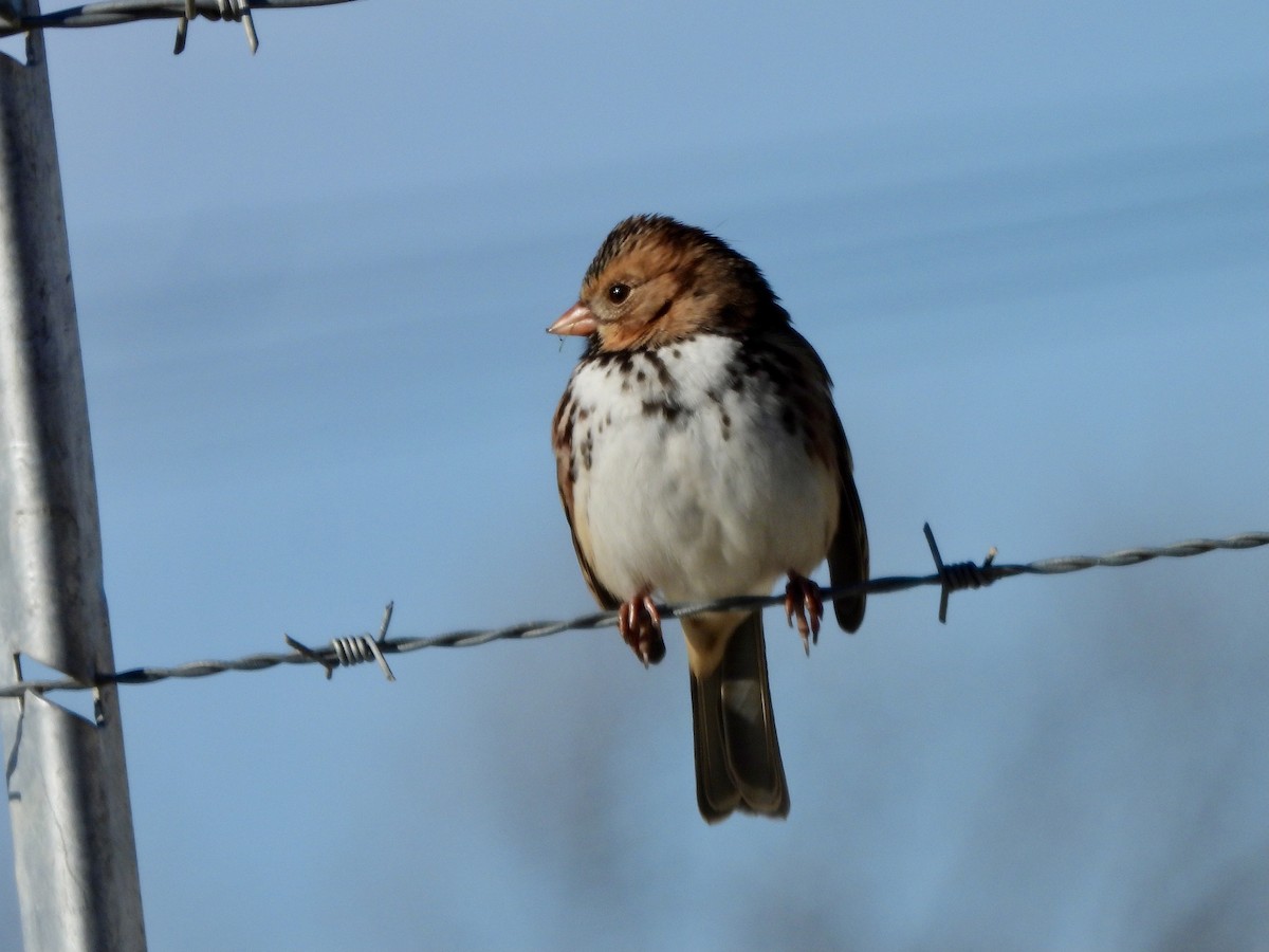 Harrisammer - ML646393848