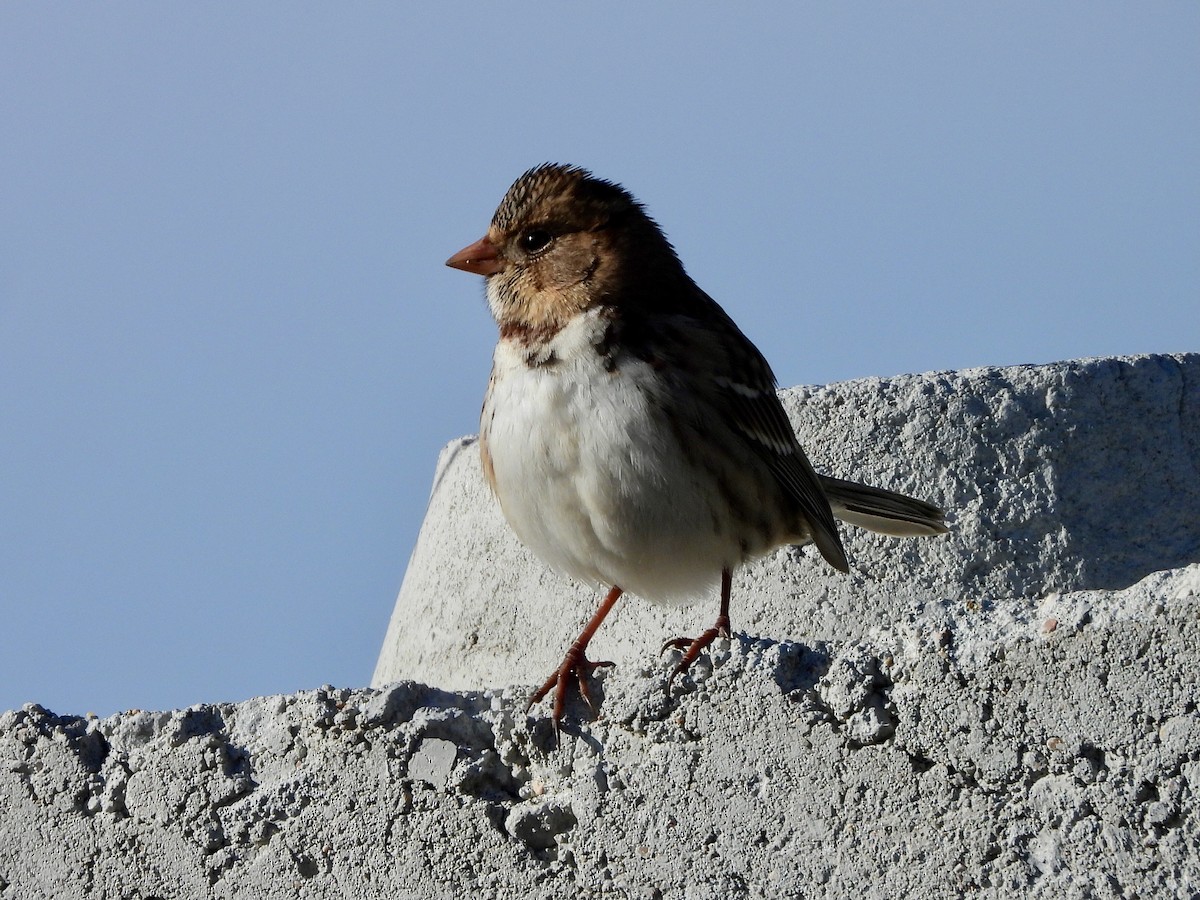 Harrisammer - ML646393849