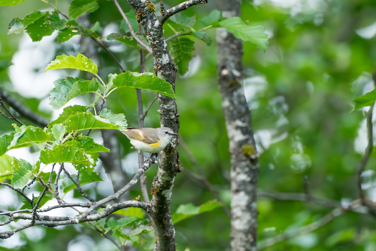 Rotschwanz-Waldsänger - ML646393850