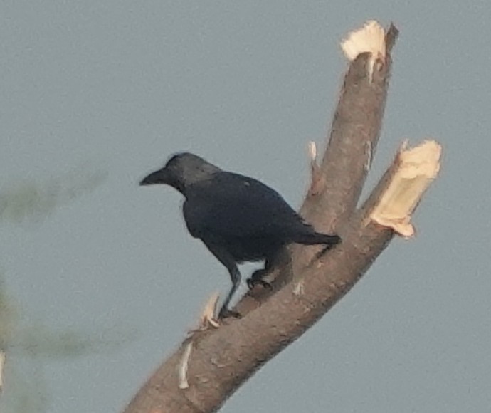 Glanzkrähe - ML646393854