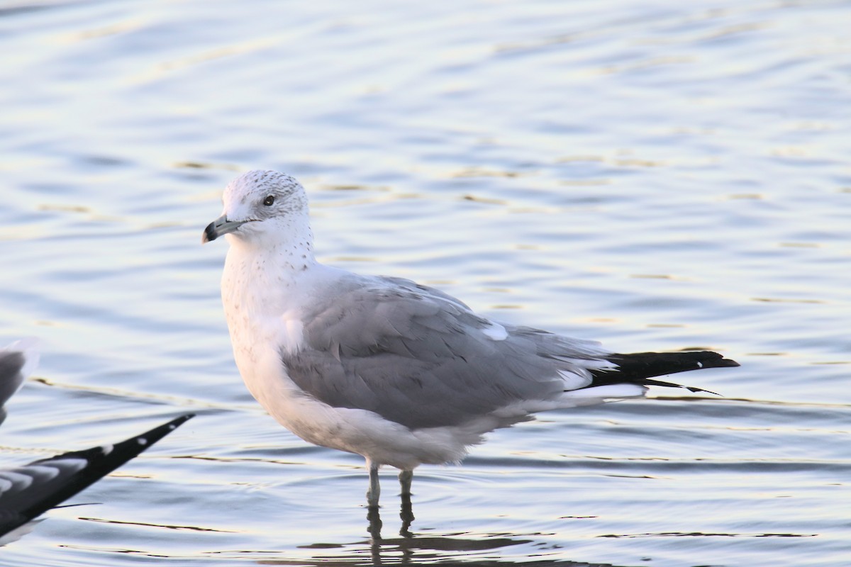 Ringschnabelmöwe - ML646393855