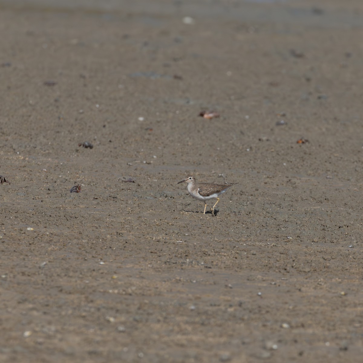 Drosseluferläufer - ML646393856