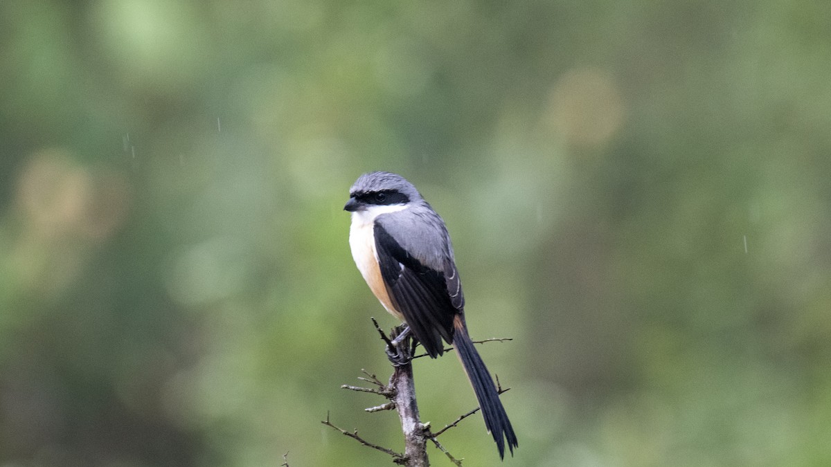 Long-tailed Shrike - ML646393857