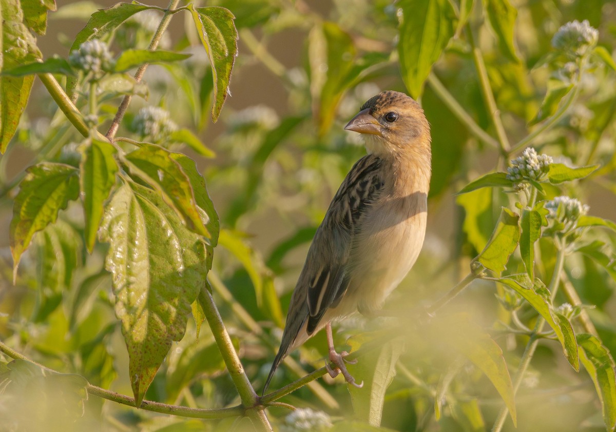 snovač indomalajský - ML646393858