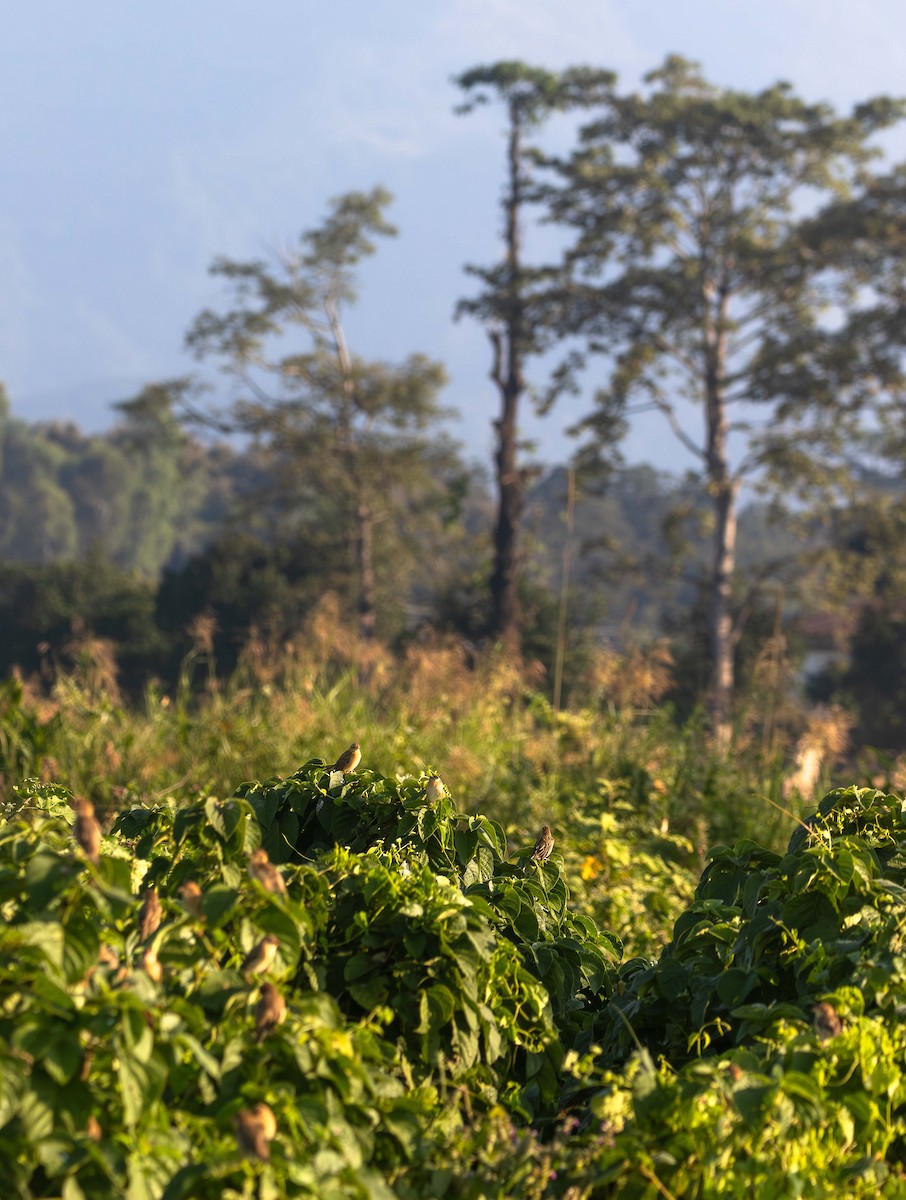 snovač indomalajský - ML646393859