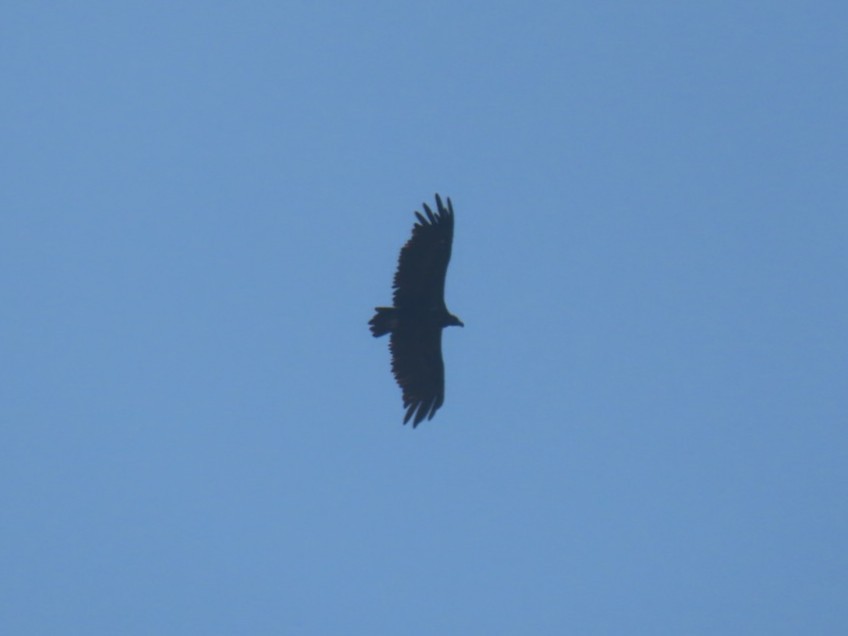 Mönchsgeier - ML646393860