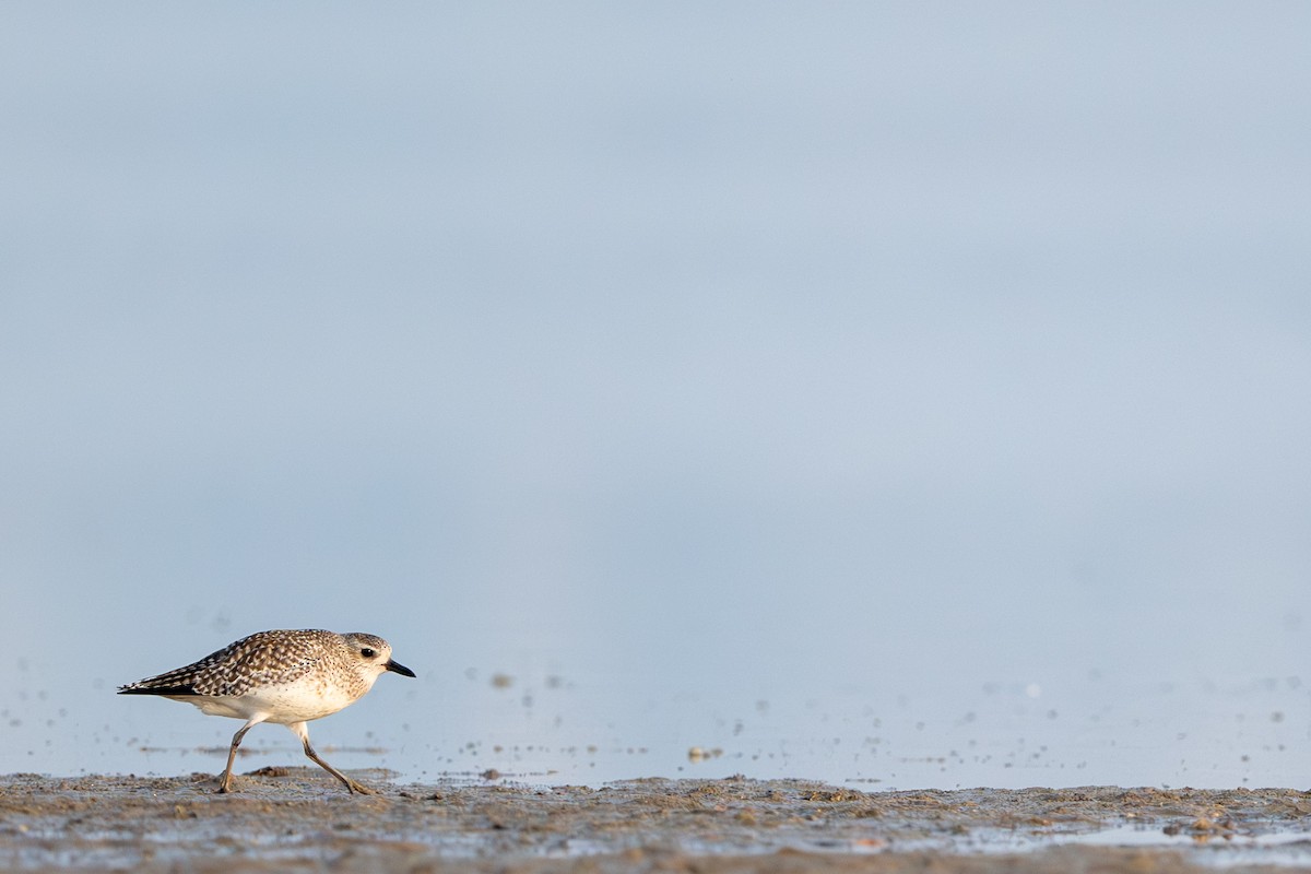 Kiebitzregenpfeifer - ML646393861