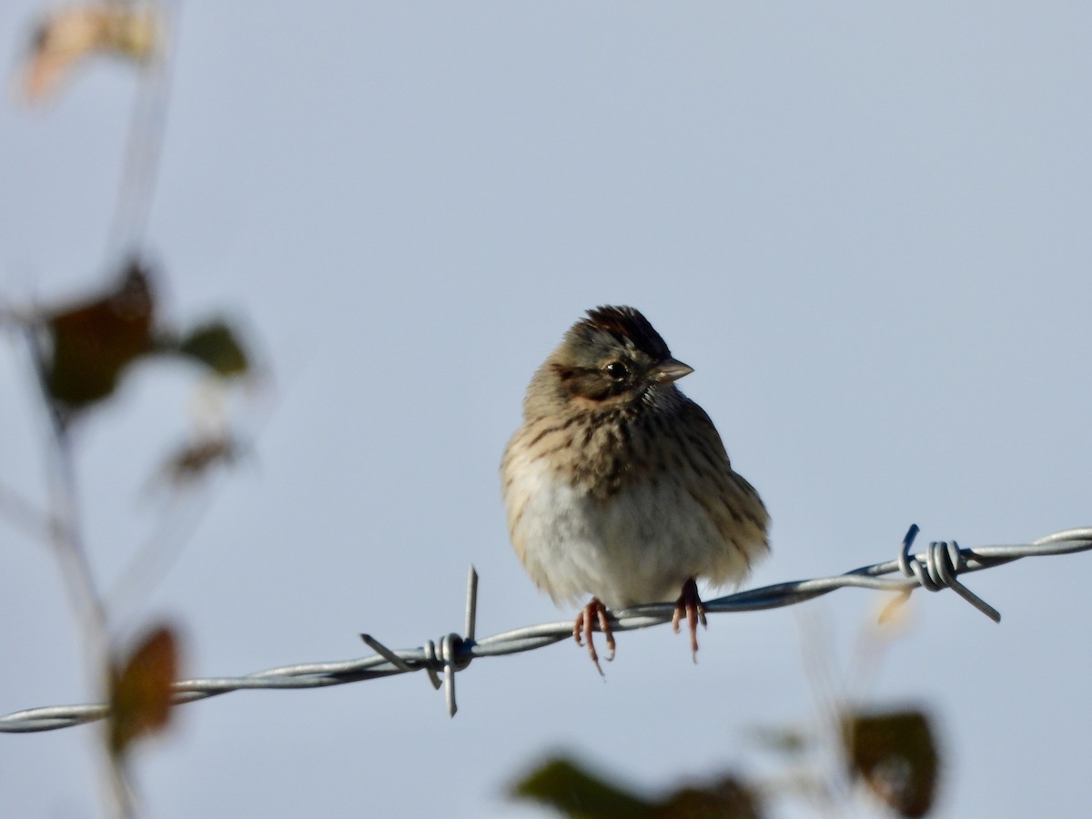 strnadec pruhohlavý - ML646393863