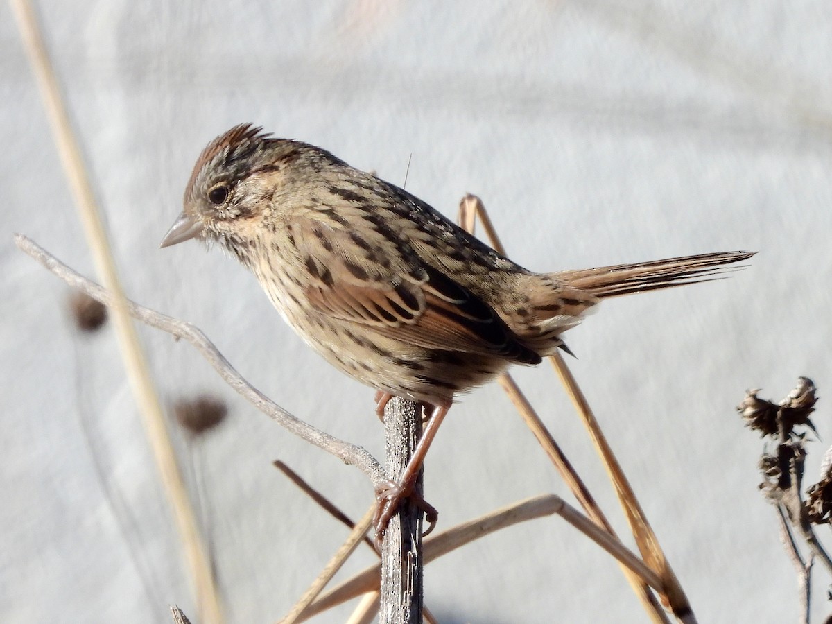 Lincolnammer - ML646393864