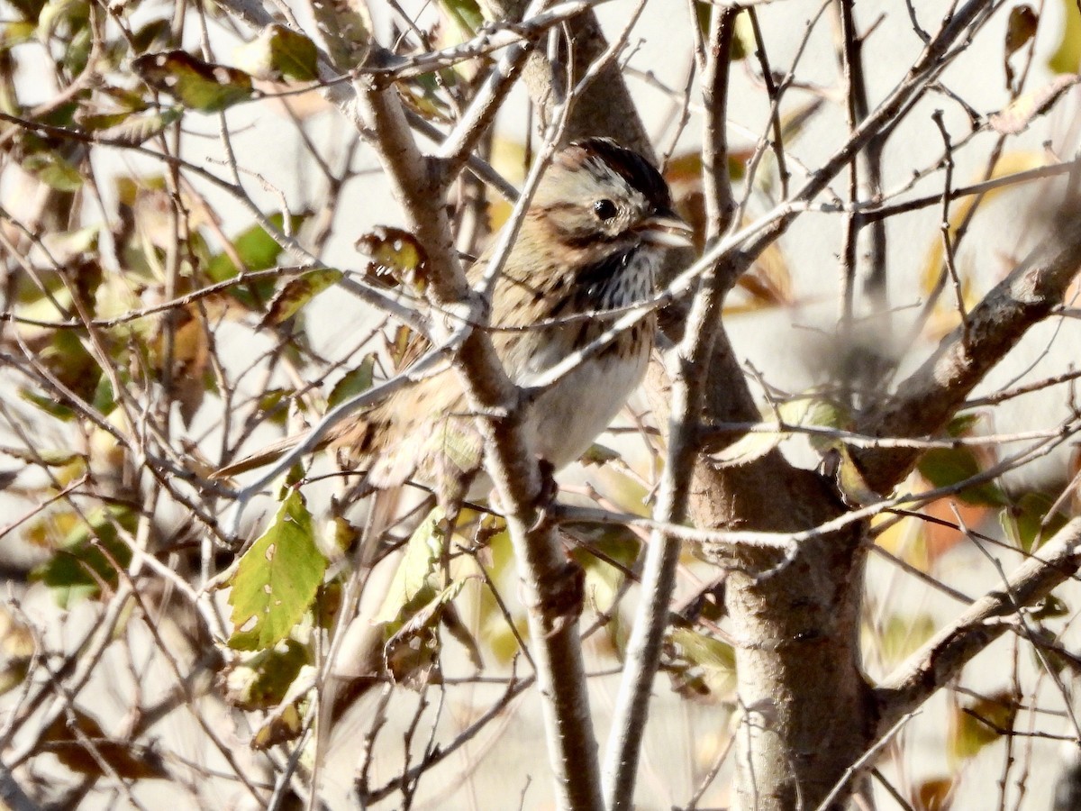 strnadec pruhohlavý - ML646393865