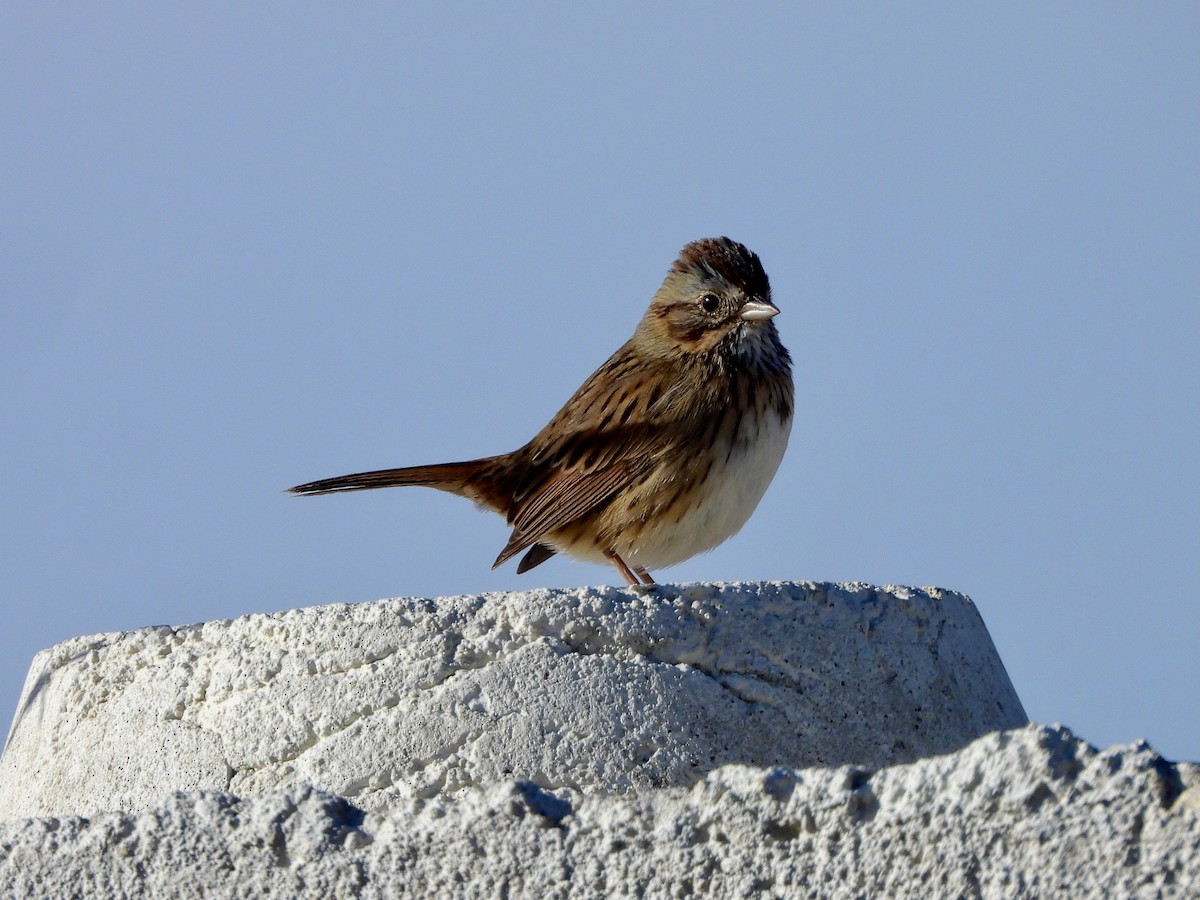 strnadec pruhohlavý - ML646393866