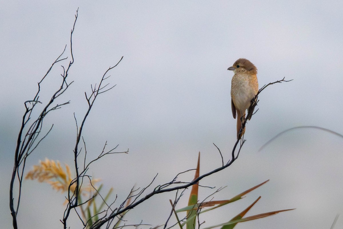 Isabellwürger - ML646393867