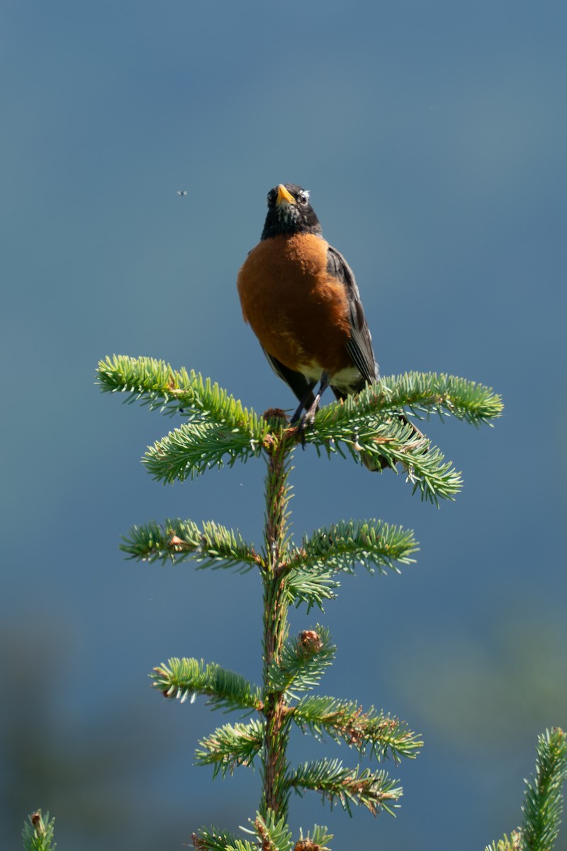 American Robin - ML646393874