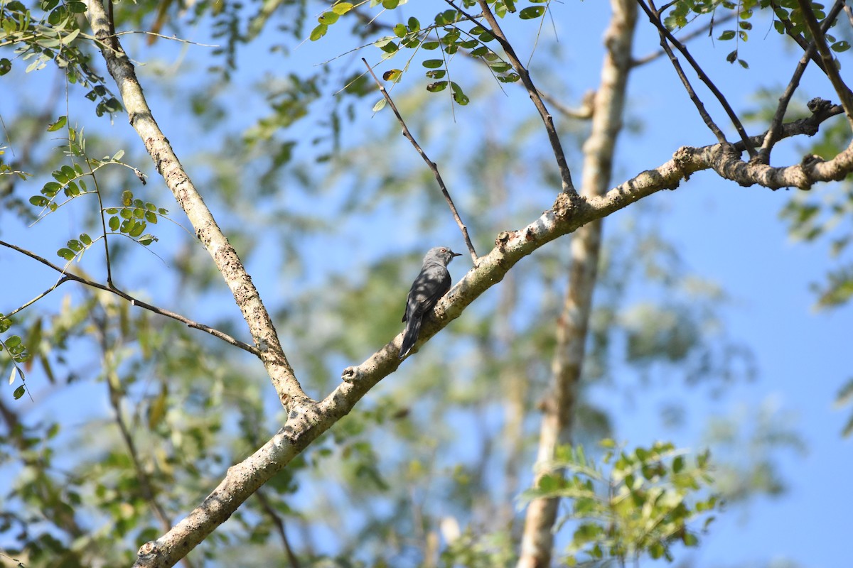Plaintive Cuckoo - ML646393875