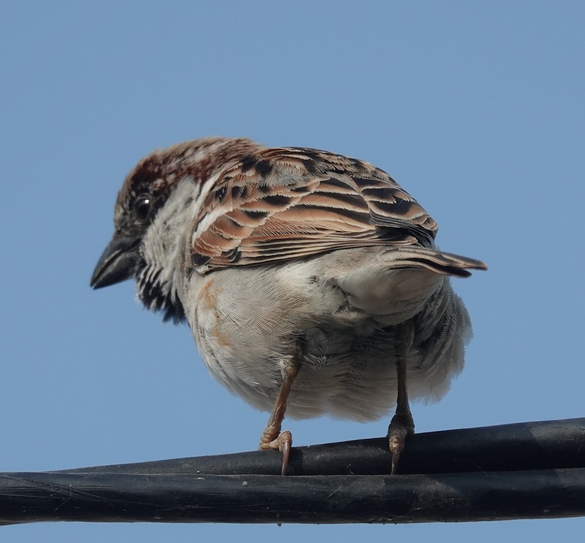 House Sparrow - ML646393879