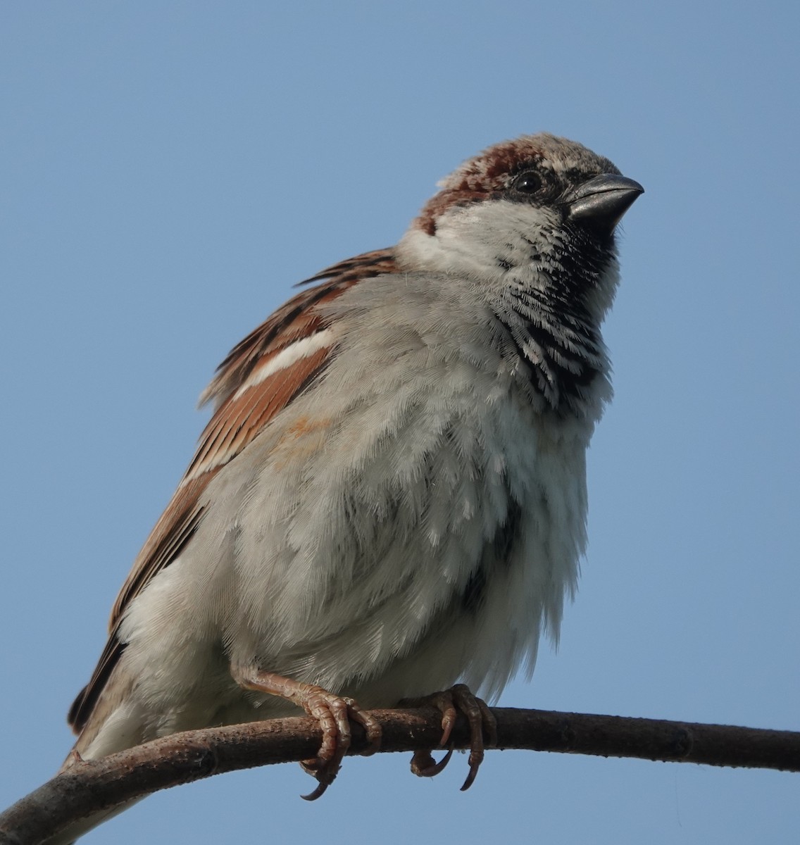 House Sparrow - ML646393880