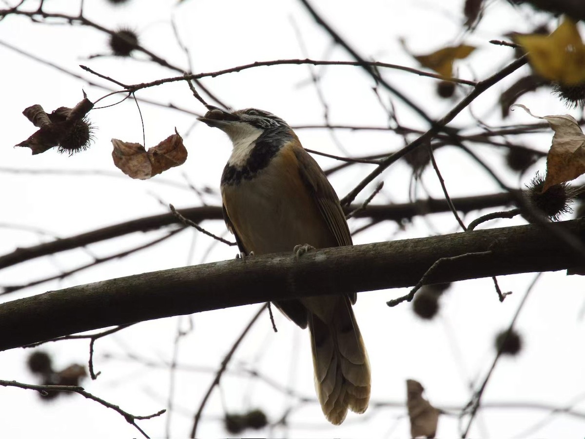 Greater Necklaced Laughingthrush - ML646393886