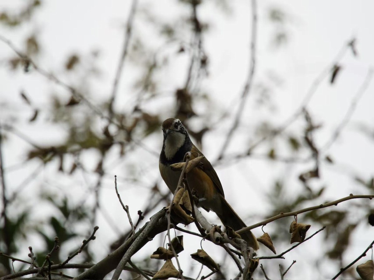 Greater Necklaced Laughingthrush - ML646393887