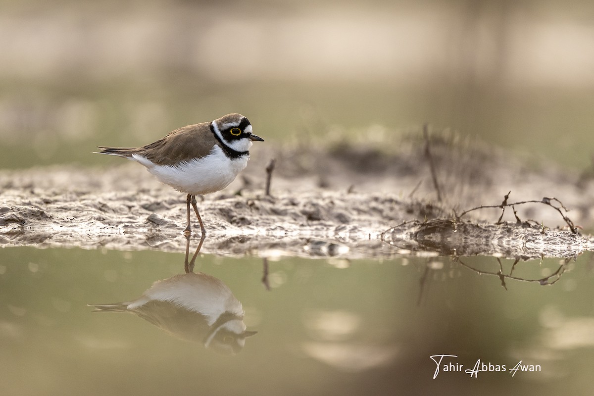 Little Ringed Plover - ML646393893