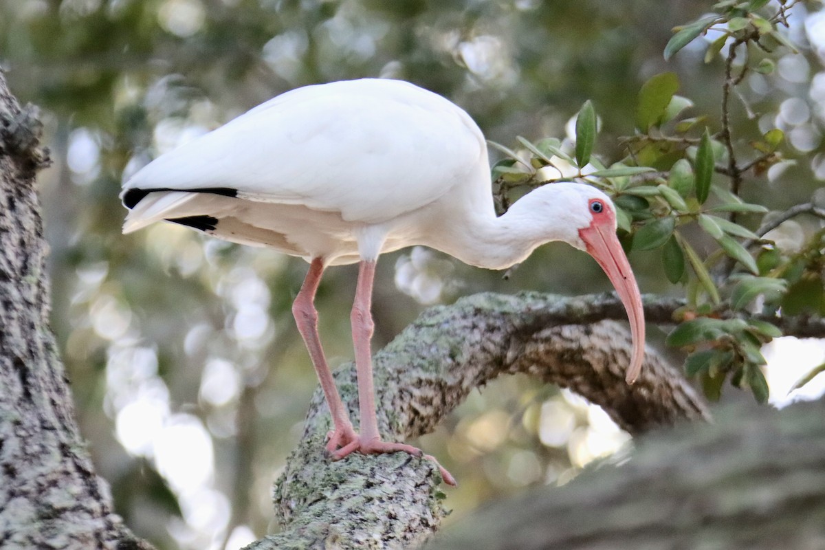 White Ibis - ML646393897