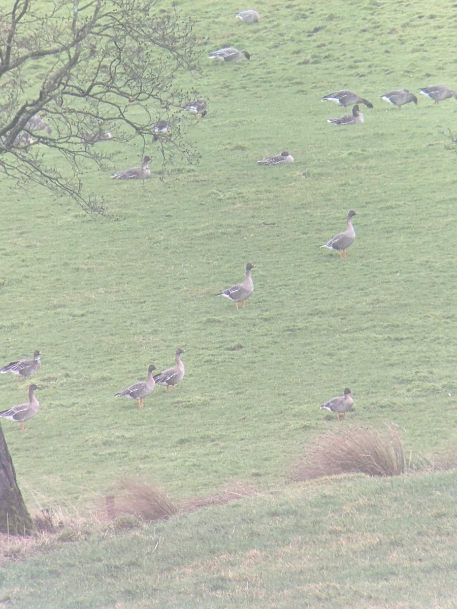 taigasædgås - ML646393898