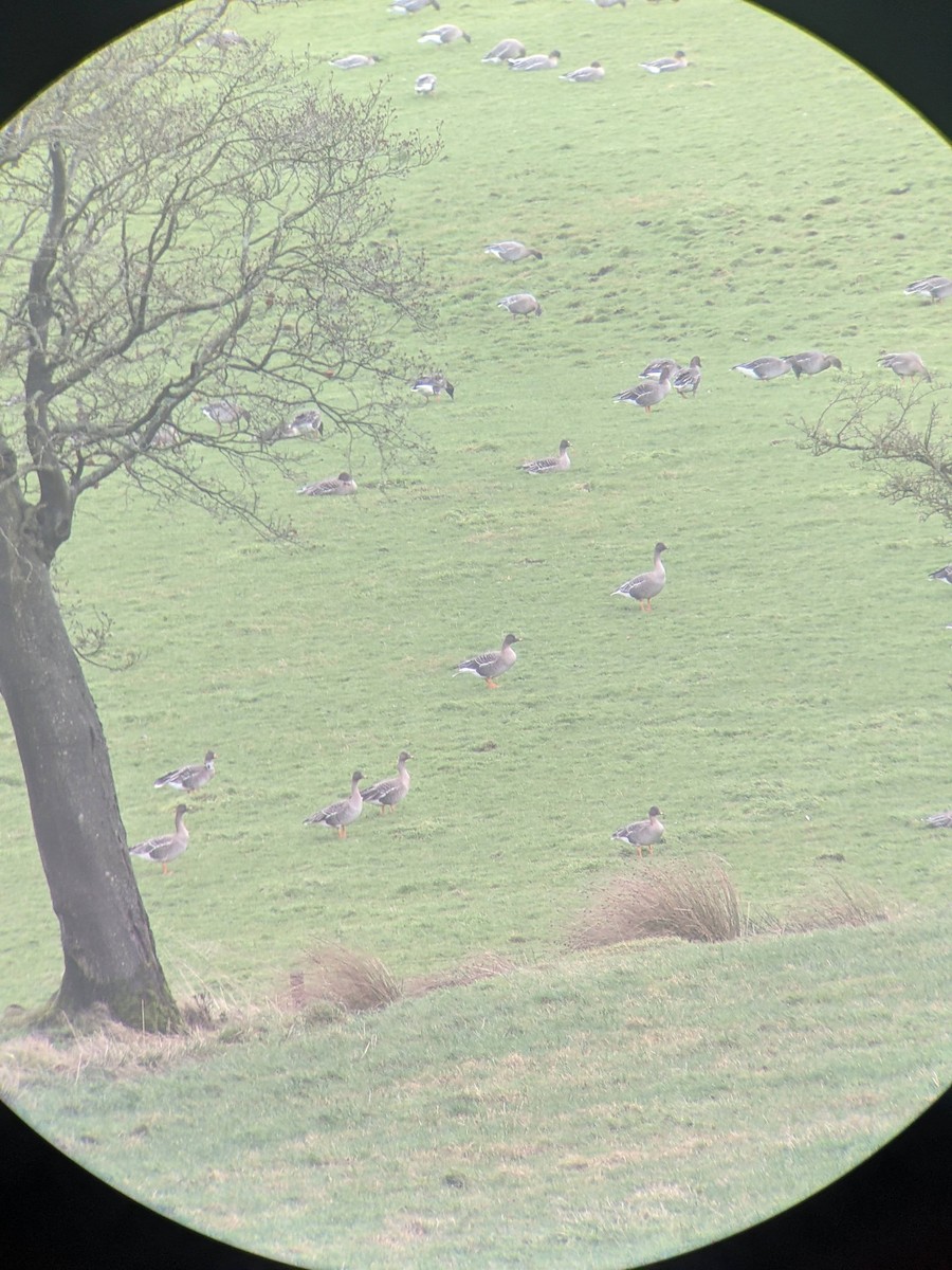 Taiga Bean-Goose - ML646393899