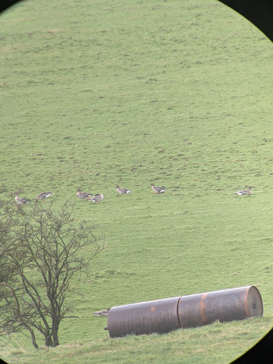 Taiga Bean-Goose - ML646393900