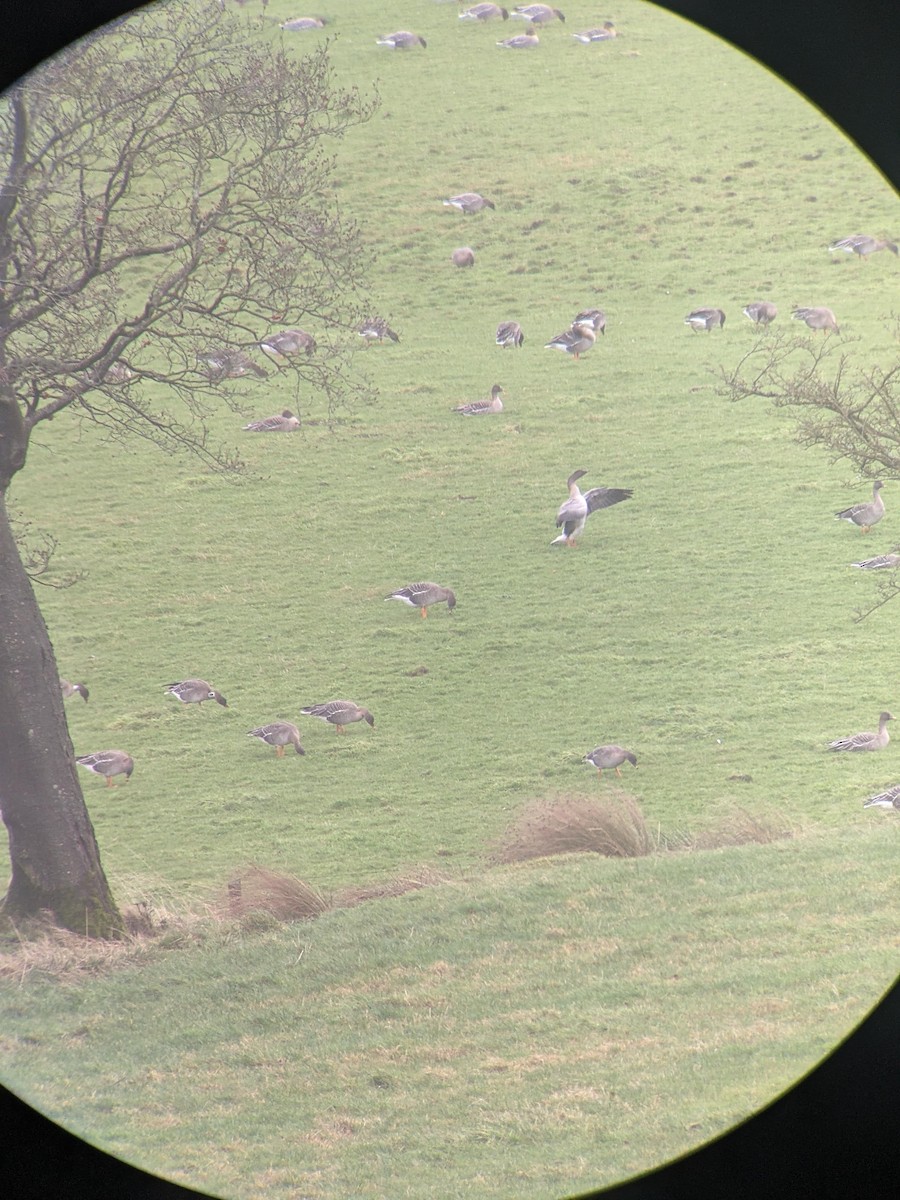 Taiga Bean-Goose - ML646393901