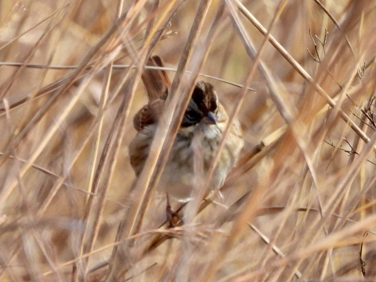 Swamp Sparrow - ML646393906