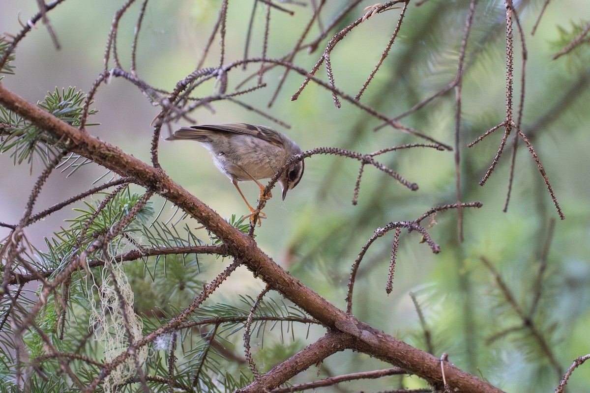 Golden-crowned Kinglet - ML646393910