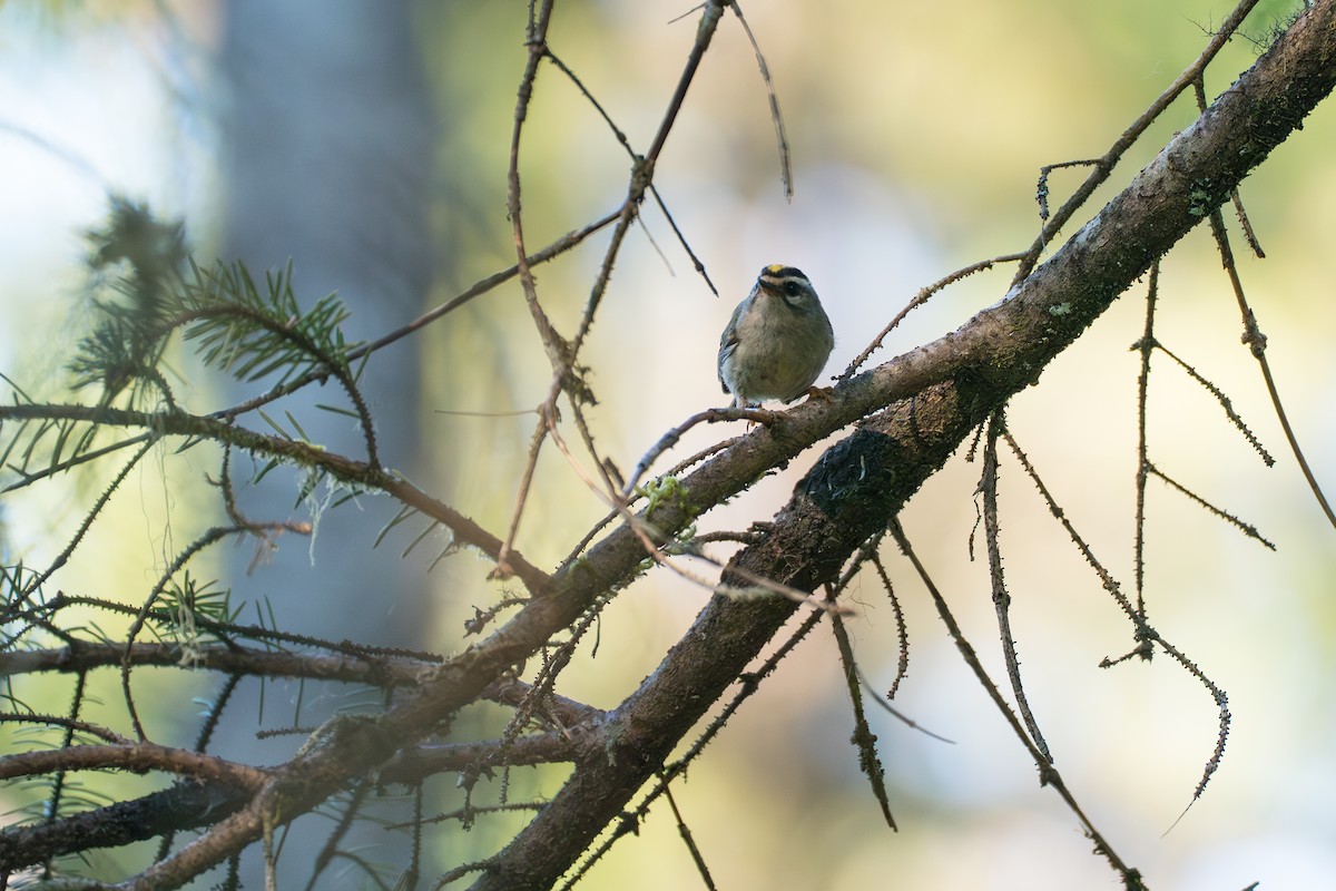 Golden-crowned Kinglet - ML646393911