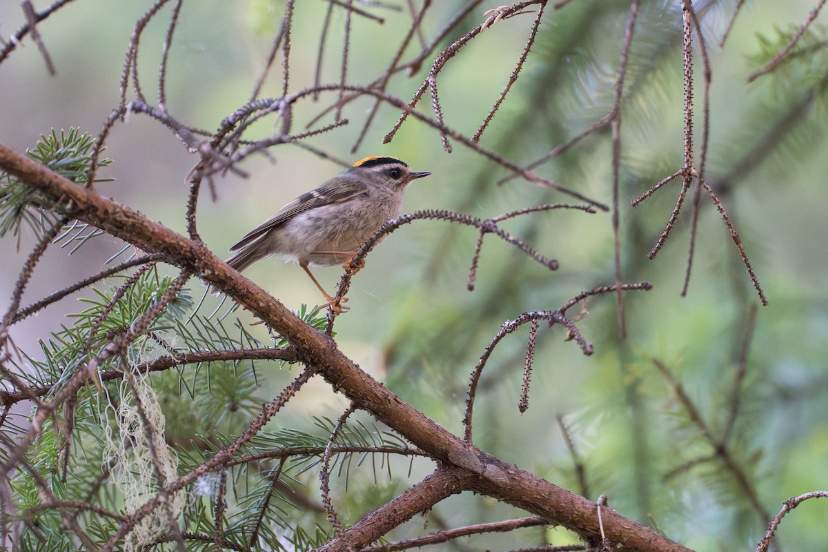 Golden-crowned Kinglet - ML646393912