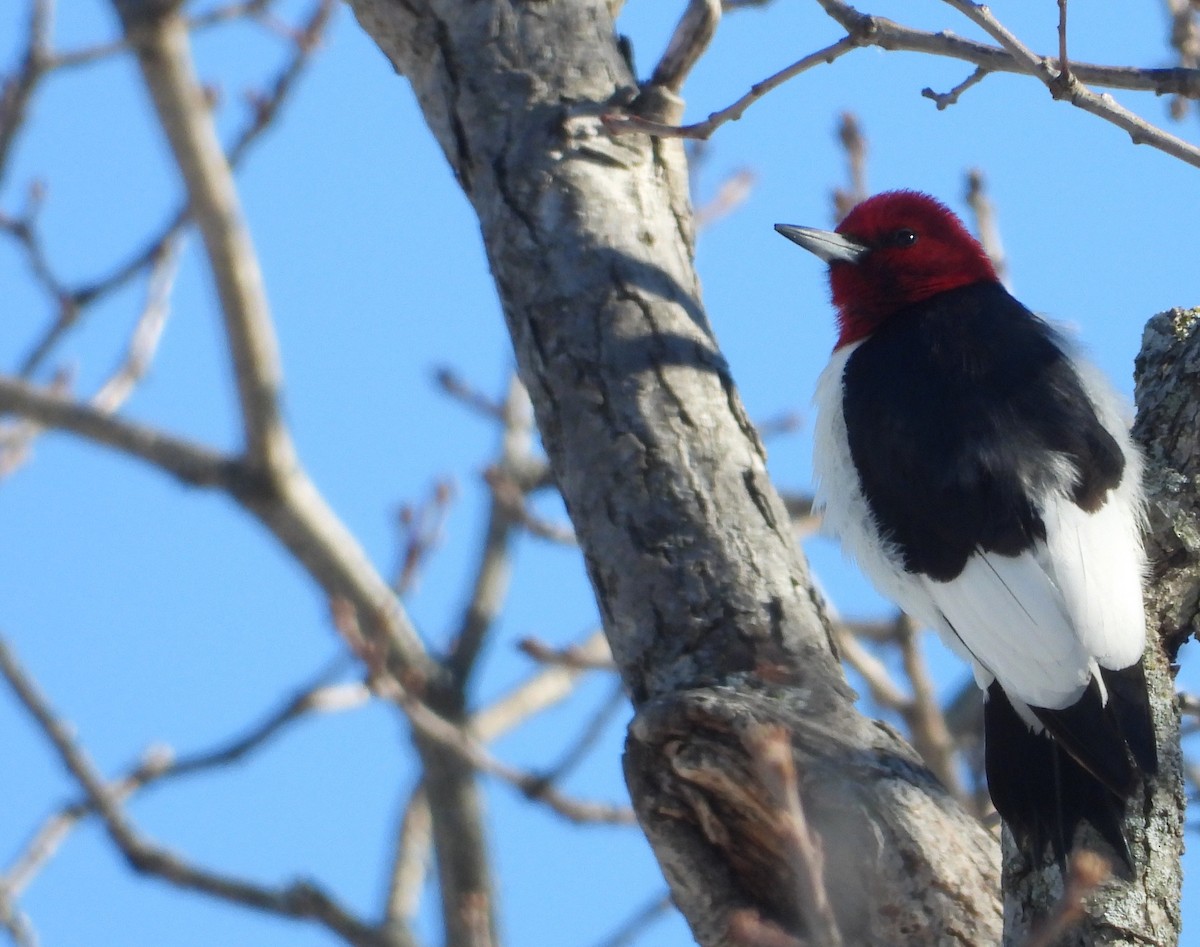 Red-headed Woodpecker - ML646393913