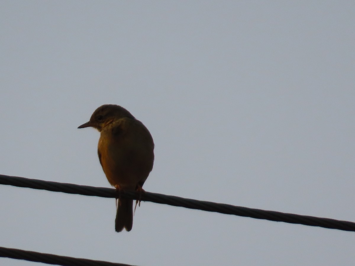 Siberian Stonechat - ML646393915