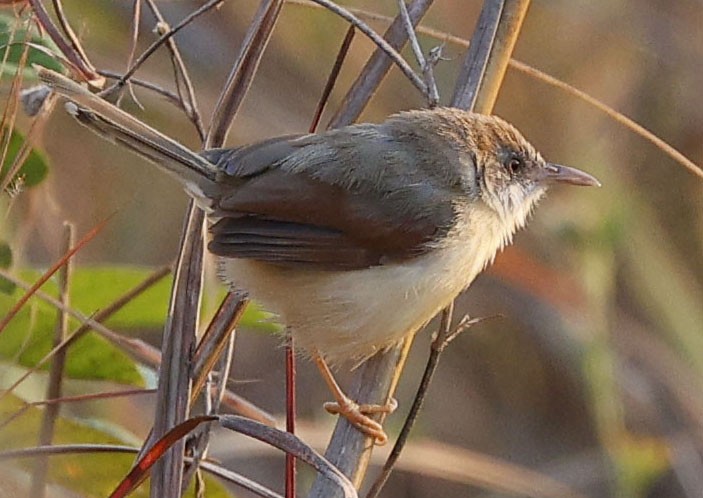 Red-winged Prinia - ML646393916
