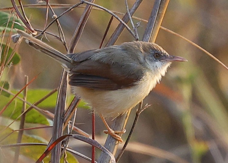 Red-winged Prinia - ML646393917