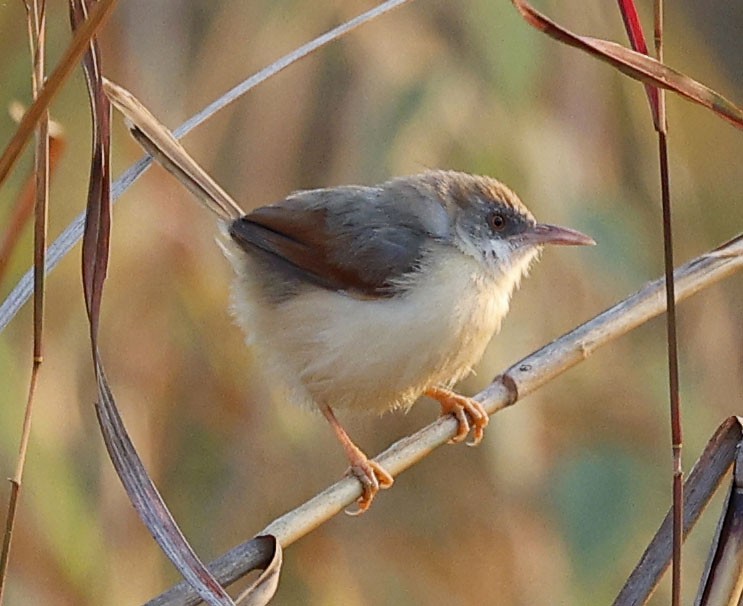 Red-winged Prinia - ML646393918