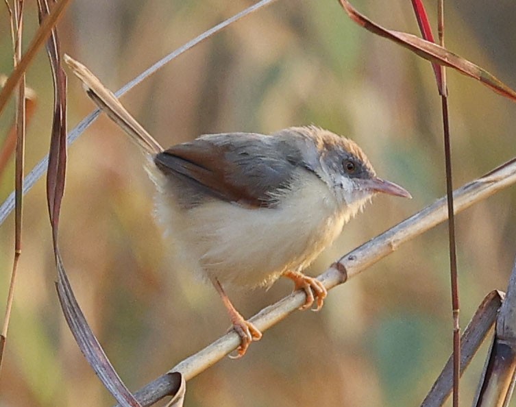 Red-winged Prinia - ML646393919