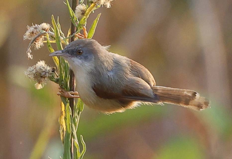 Red-winged Prinia - ML646393920