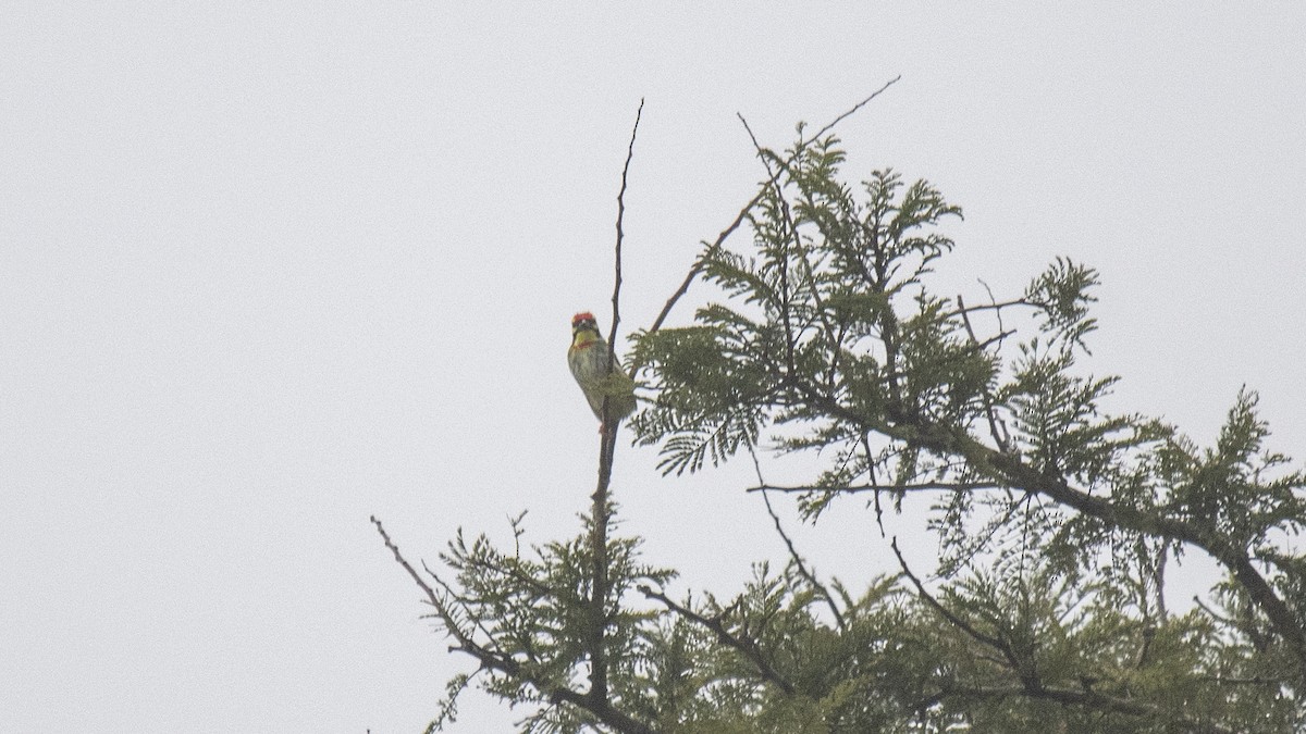 Coppersmith Barbet - ML646393921